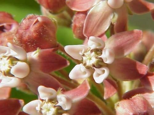 Common Milkweed Seeds – Native Flower Variety for Pollinator Gardens - Image 6