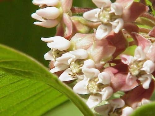 Common Milkweed Seeds – Native Flower Variety for Pollinator Gardens - Image 7