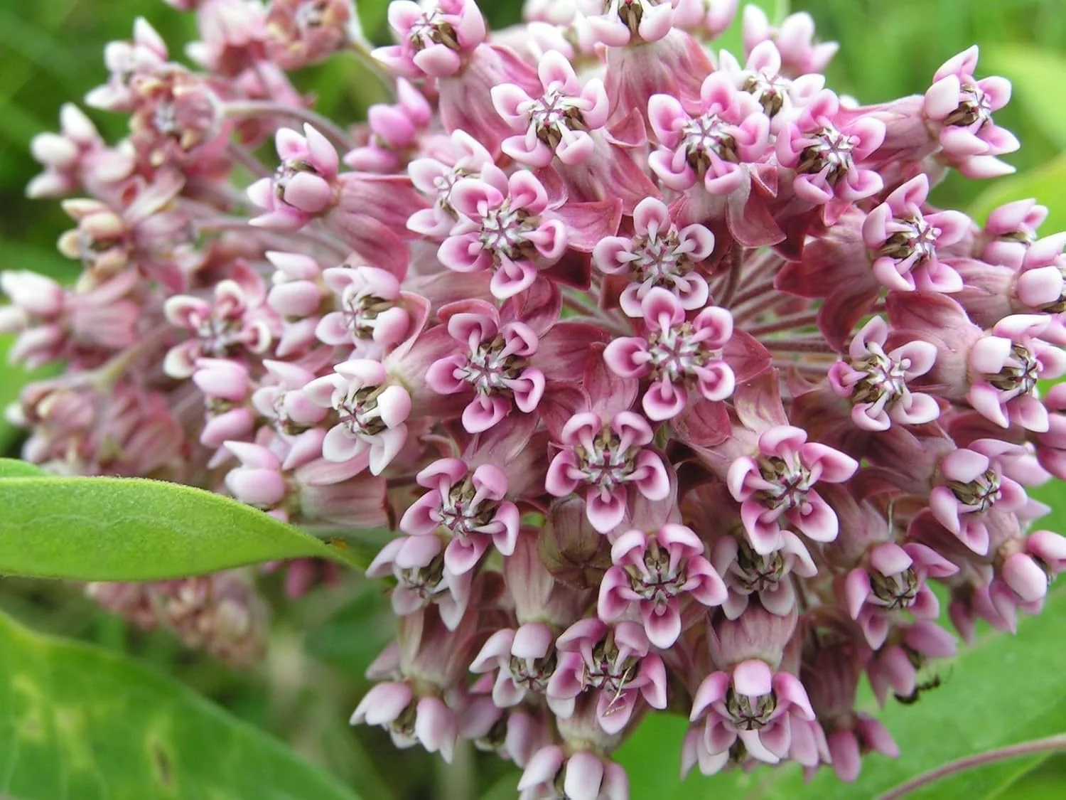 Common Milkweed Seeds – Native Flower Variety for Pollinator Gardens - Image 8