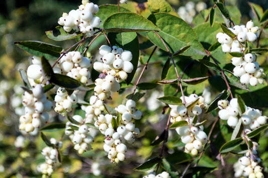 Common Snowberry Seeds – Symphoricarpos albus Deciduous Shrub with White Berries