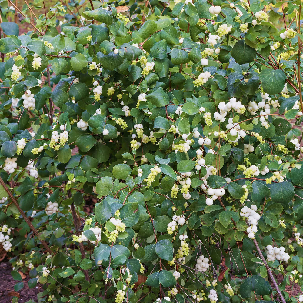 Common Snowberry Seeds – Symphoricarpos albus Deciduous Shrub with White Berries - Image 6