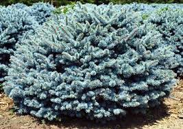 Dwarf Blue Foliage Shrub Seeds – Compact Ornamental Evergreen for Landscapes - Image 2