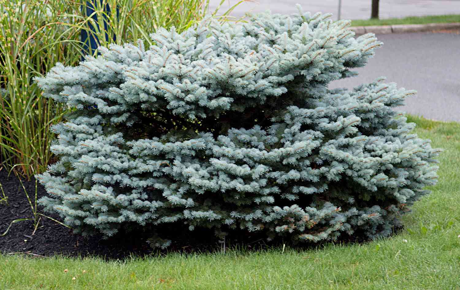 Dwarf Blue Foliage Shrub Seeds – Compact Ornamental Evergreen for Landscapes - Image 4