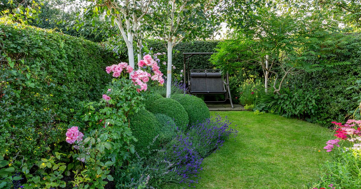 Glossy Leaf Compact Evergreen Shrub Seeds – Low Maintenance Landscape Plant