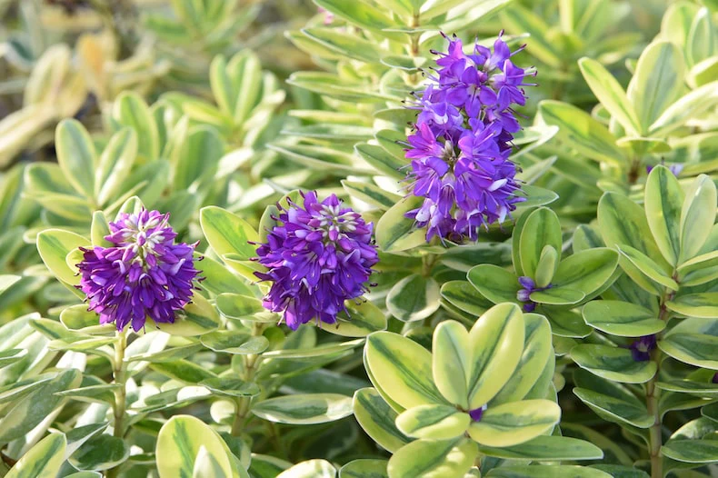 Glossy Leaf Compact Evergreen Shrub Seeds – Low Maintenance Landscape Plant - Image 2