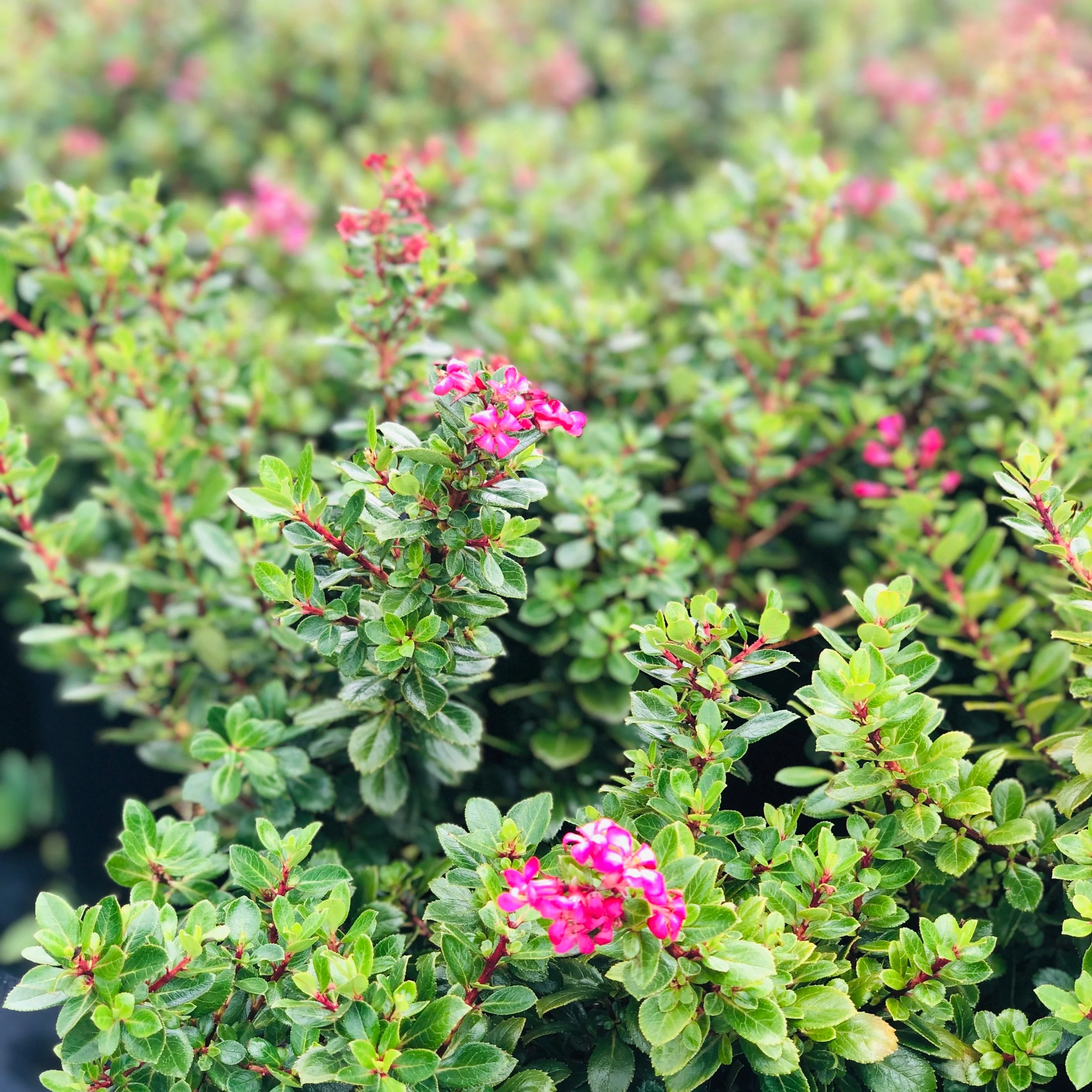 Glossy Leaf Compact Evergreen Shrub Seeds – Low Maintenance Landscape Plant - Image 3