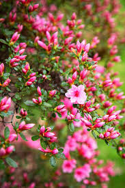 Glossy Leaf Compact Evergreen Shrub Seeds – Low Maintenance Landscape Plant - Image 4