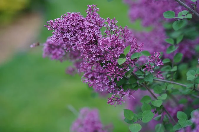Compact Variety with Deep Purple Blooms