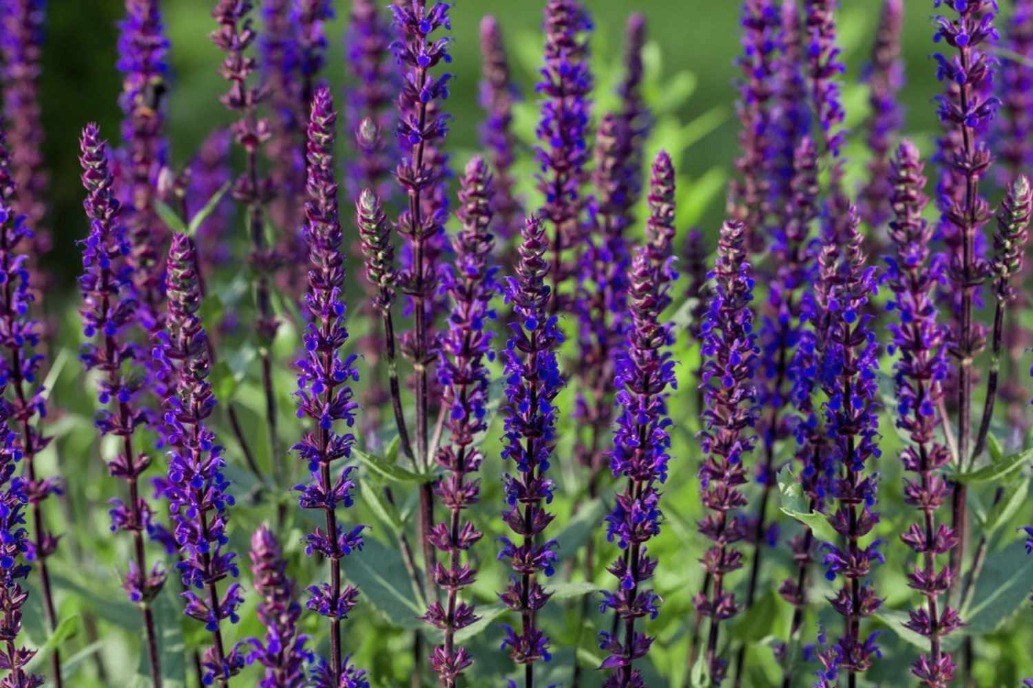 Compact Variety with Deep Purple Blooms - Image 2