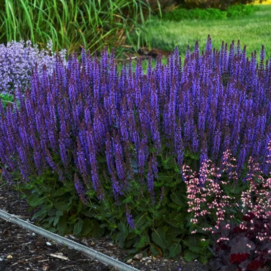 Compact Variety with Deep Purple Blooms - Image 3