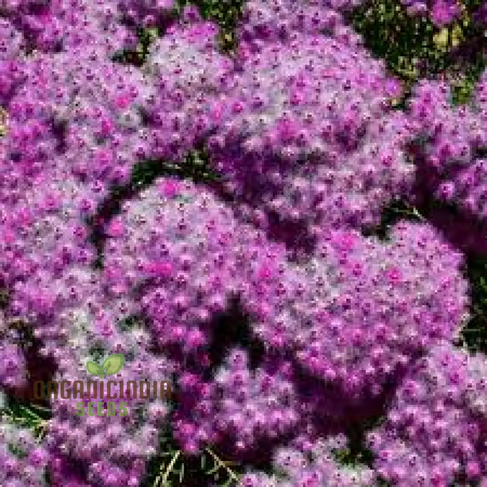 Compacted Featherflower Wildflower Seeds for Gardening Enthusiasts - Premium Quality and Easy Planting Instructions