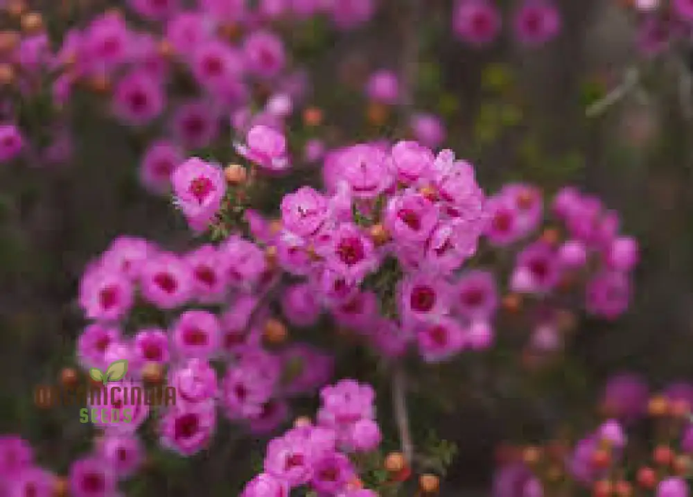 Compacted Featherflower Wildflower Seeds for Gardening Enthusiasts - Premium Quality and Easy Planting Instructions - Image 3