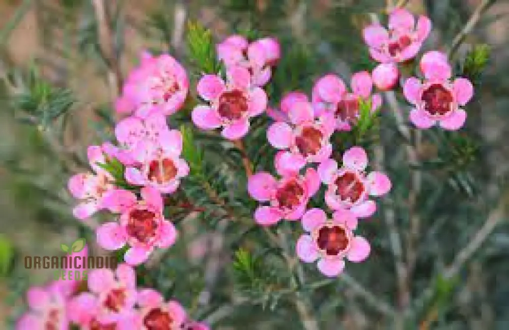 Compacted Featherflower Wildflower Seeds for Gardening Enthusiasts - Premium Quality and Easy Planting Instructions - Image 4