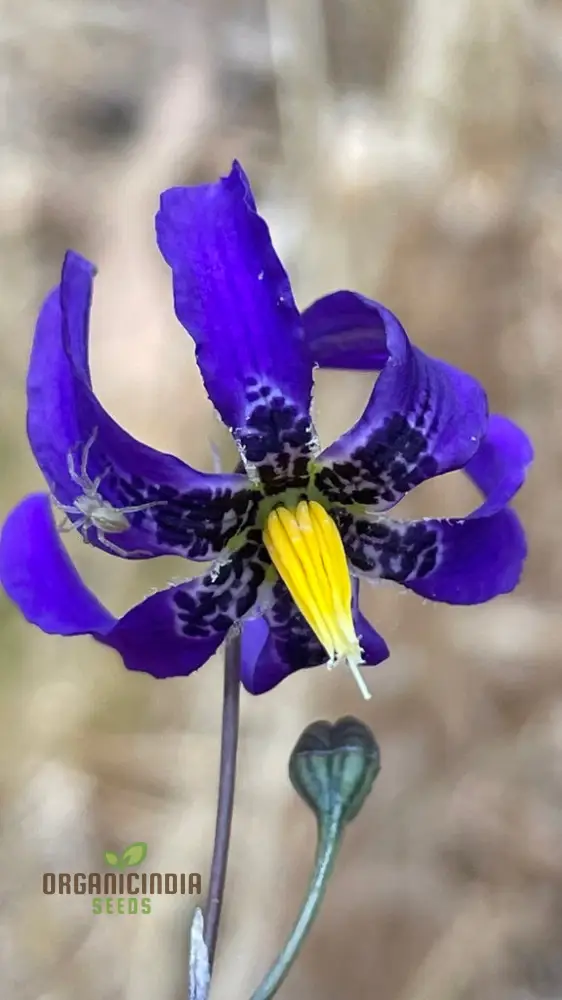 Conanthera Bifolia Flower Seeds, Unique and Elegant Garden Addition, Premium Quality Gardening Seeds