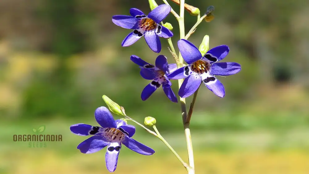 Conanthera Bifolia Flower Seeds, Unique and Elegant Garden Addition, Premium Quality Gardening Seeds - Image 3