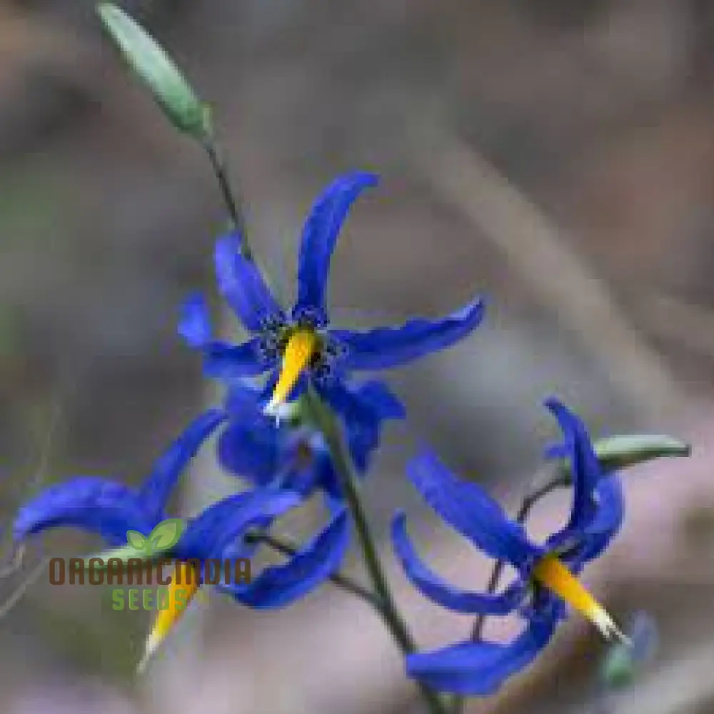 Conanthera Bifolia Flower Seeds, Unique and Elegant Garden Addition, Premium Quality Gardening Seeds - Image 4
