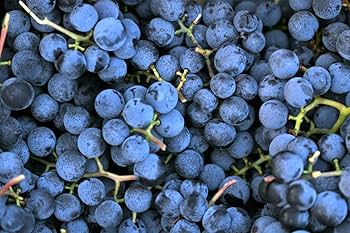Concord Grape Seeds (Heavy Fruiting Seeds) - 30 - Image 3