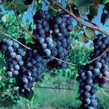 Concord Grape Seeds (Heavy Fruiting Seeds) - 30 - Image 4