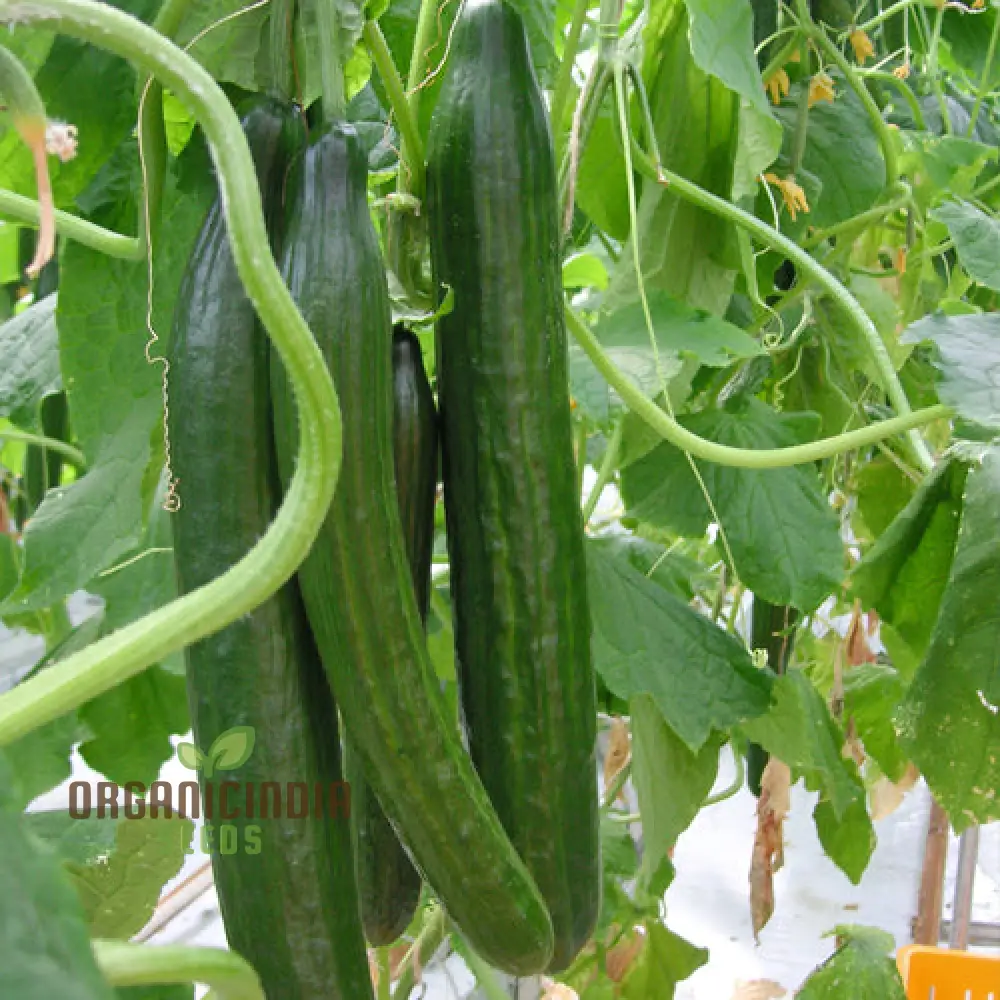 Cone Cucumber Femspot Vegetable Seeds, Cultivate Delicious and Abundant Cucumbers