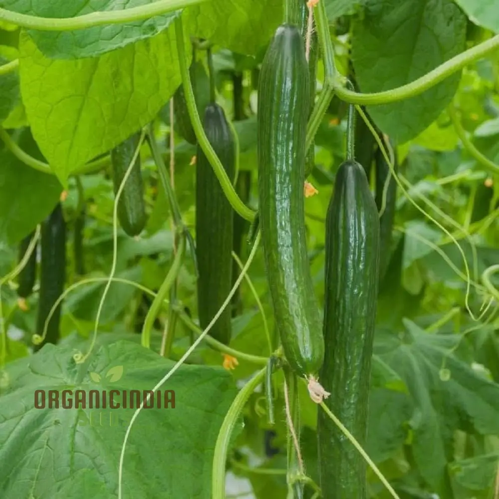 Cone Cucumber Femspot Vegetable Seeds, Cultivate Delicious and Abundant Cucumbers - Image 3
