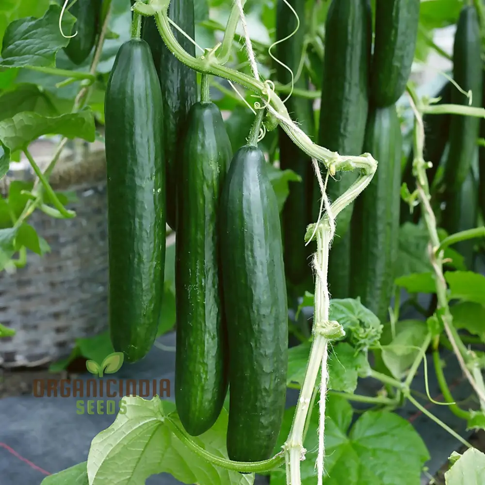Cone Cucumber Femspot Vegetable Seeds, Cultivate Delicious and Abundant Cucumbers - Image 4
