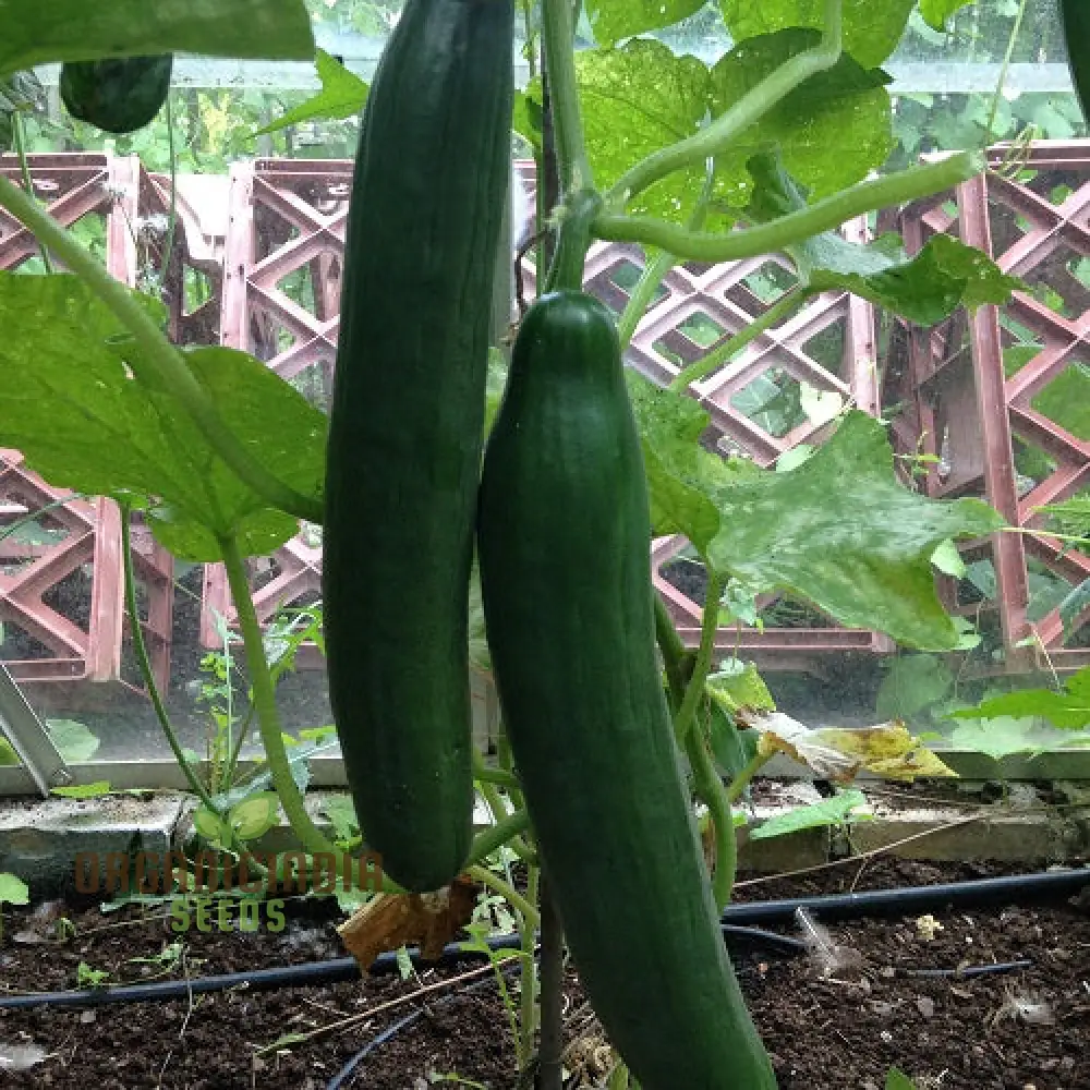 Cone Cucumber Femspot Vegetable Seeds, Cultivate Delicious and Abundant Cucumbers - Image 5