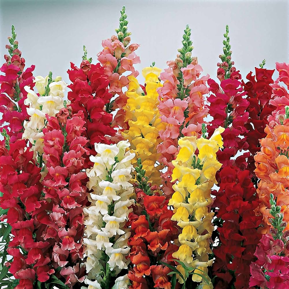 Confetti Flower Seeds – Vibrant Mix for Garden Planting