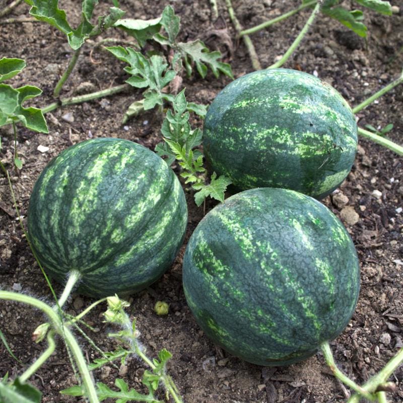 Congo Watermelon (Citrullus lanatus) – AAS Winner Red Fruit Melon Seeds