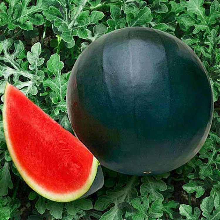Congo Watermelon (Citrullus lanatus) – AAS Winner Red Fruit Melon Seeds - Image 3