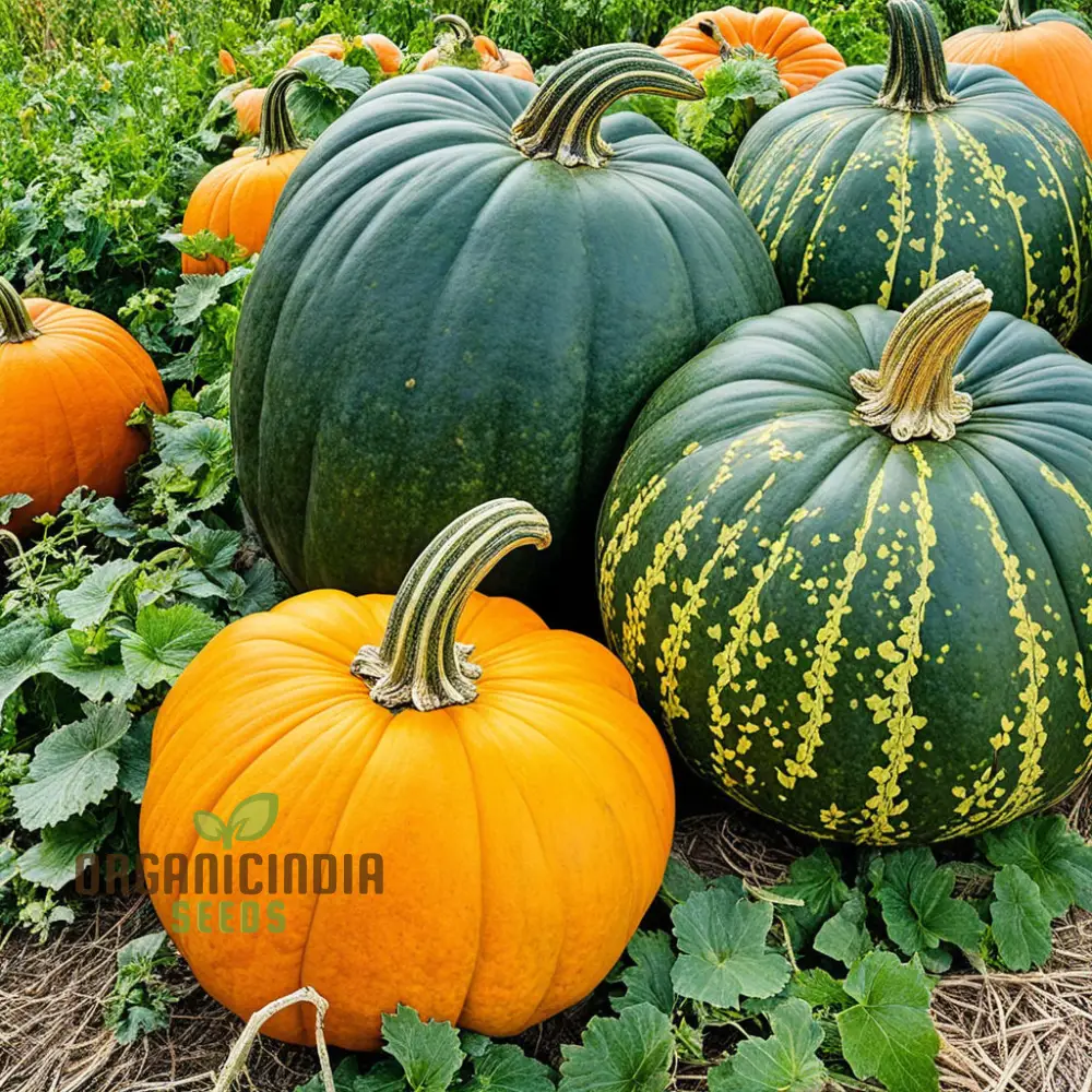 Heirloom Pumpkin Vegetable Seeds, for Planting (Cucurbita Pepo) Heirloom Vegetable Seeds, Grow Large Size Pumpkins - Image 4