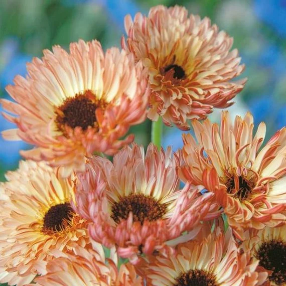 Copper Bronze Calendula Flower Seeds, Unique Blooms, Non-GMO