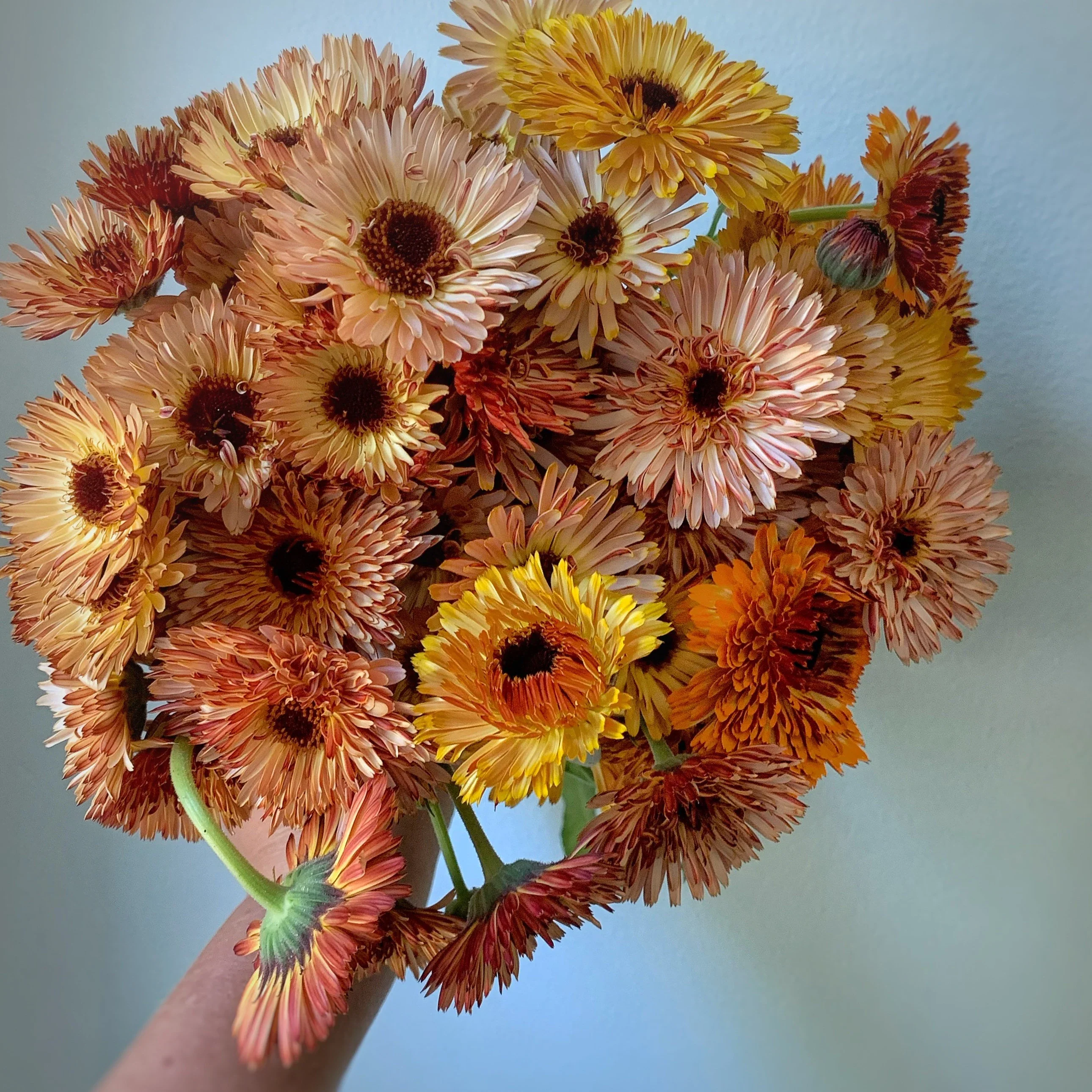 Copper Bronze Calendula Flower Seeds, Unique Blooms, Non-GMO - Image 3