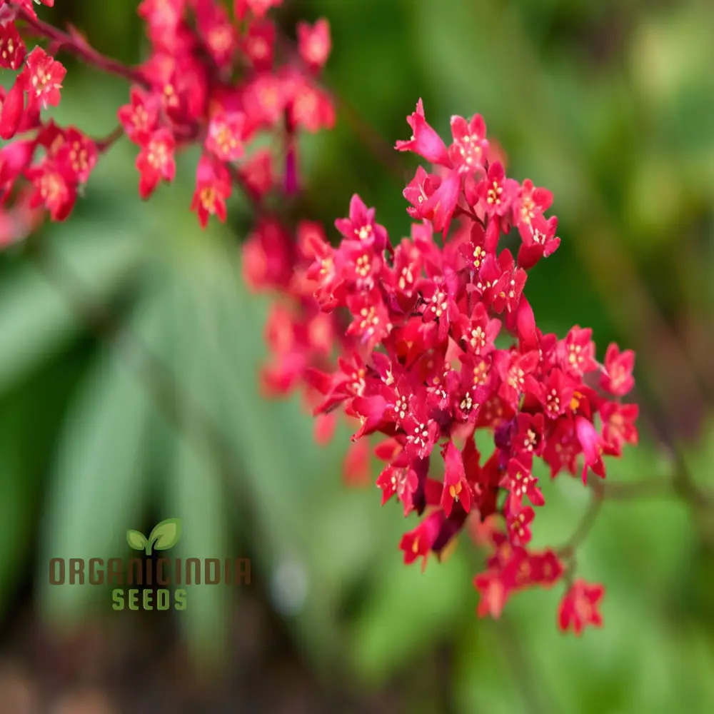 Coral Bells Seeds – Vibrant Foliage and Delicate Blooms for Garden Planting