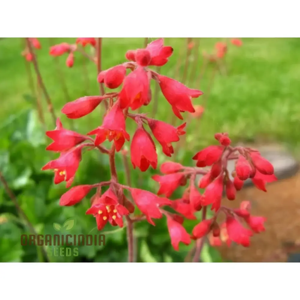 Coral Bells Seeds – Vibrant Foliage and Delicate Blooms for Garden Planting - Image 3