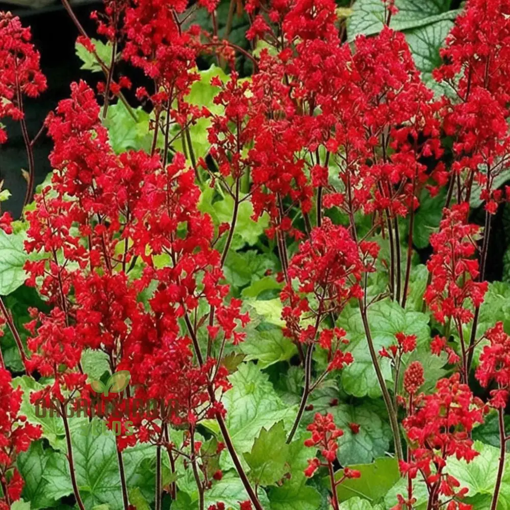 Coral Bells Seeds – Vibrant Foliage and Delicate Blooms for Garden Planting - Image 4