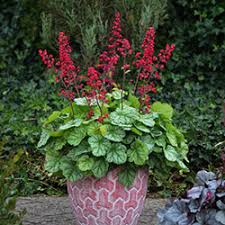 Coral Bells Seeds – Vibrant Foliage and Delicate Blooms for Garden Planting - Image 5