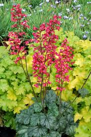 Coral Bells Seeds – Vibrant Foliage and Delicate Blooms for Garden Planting - Image 6