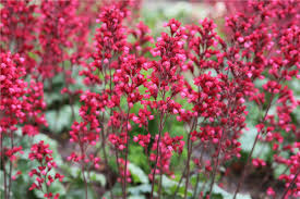 Coral Bells Seeds – Vibrant Foliage and Delicate Blooms for Garden Planting - Image 7