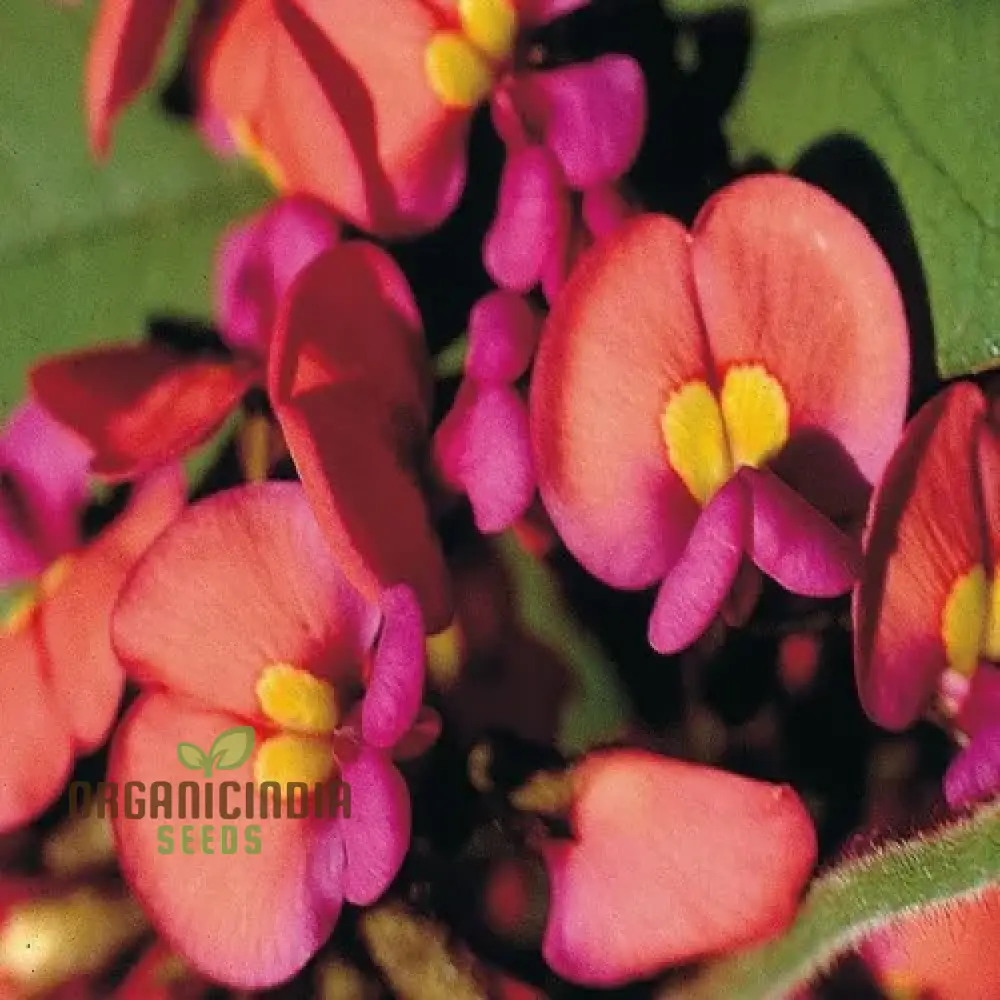 Coral Creeper Wildflower Seeds for Gardening Enthusiasts - Premium Quality Seeds for Vibrant Garden Blooms
