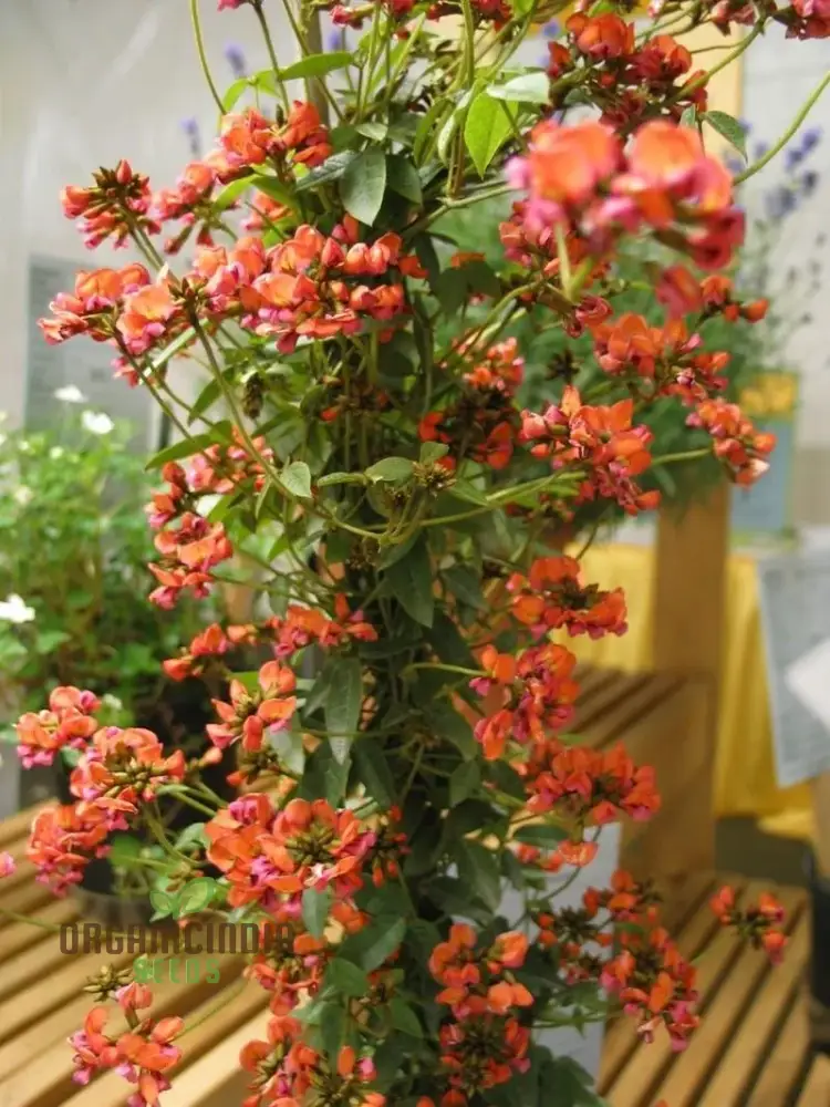 Coral Creeper Wildflower Seeds for Gardening Enthusiasts - Premium Quality Seeds for Vibrant Garden Blooms - Image 3