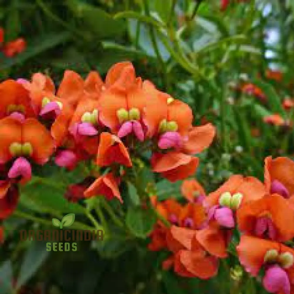 Coral Creeper Wildflower Seeds for Gardening Enthusiasts - Premium Quality Seeds for Vibrant Garden Blooms - Image 4