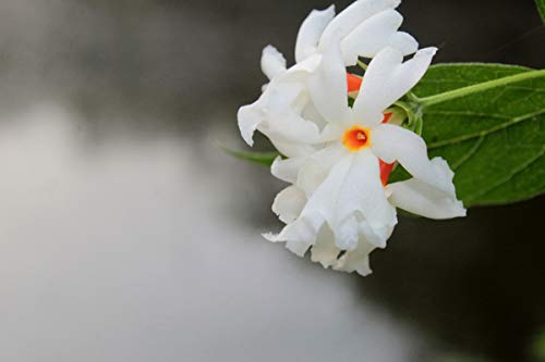Coral Jasmine Flower Seeds – Fragrant Tropical Blooms for Garden Planting - Image 3