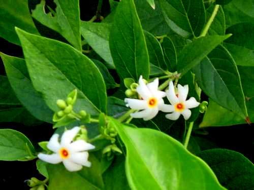 Coral Jasmine Flower Seeds – Fragrant Tropical Blooms for Garden Planting - Image 4
