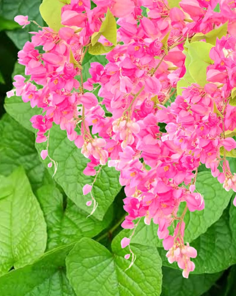 Coral Vine Flower Seeds – Vibrant Climbing Blooms for Home Gardens