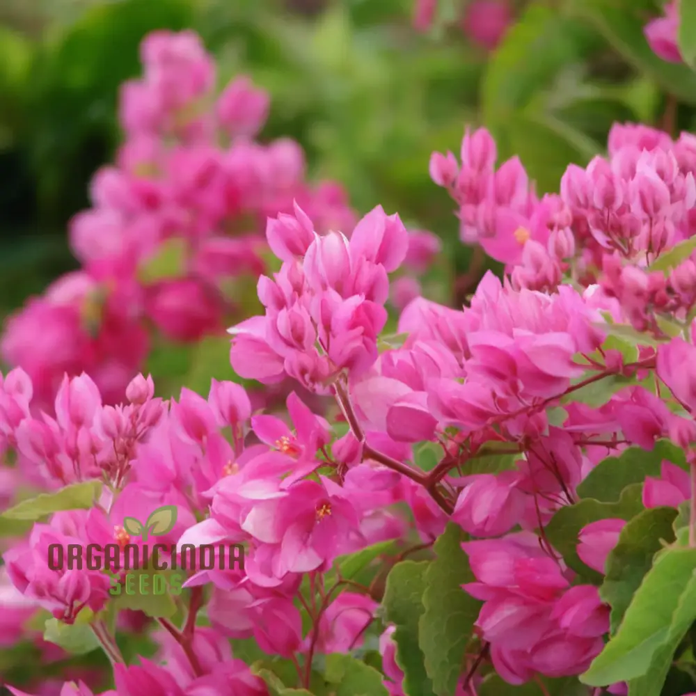 Coral Vine Flower Seeds – Vibrant Climbing Blooms for Home Gardens - Image 2
