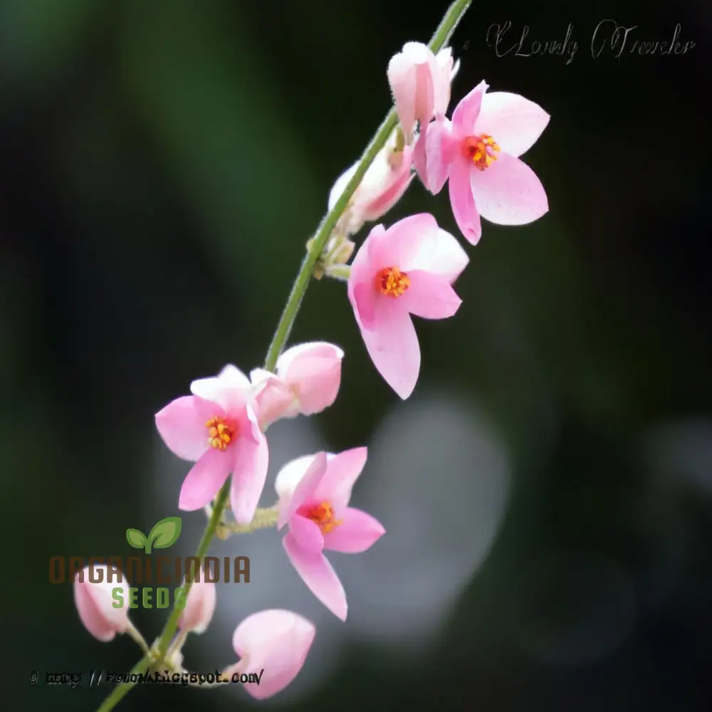 Coral Vine Flower Seeds – Vibrant Climbing Blooms for Home Gardens - Image 4