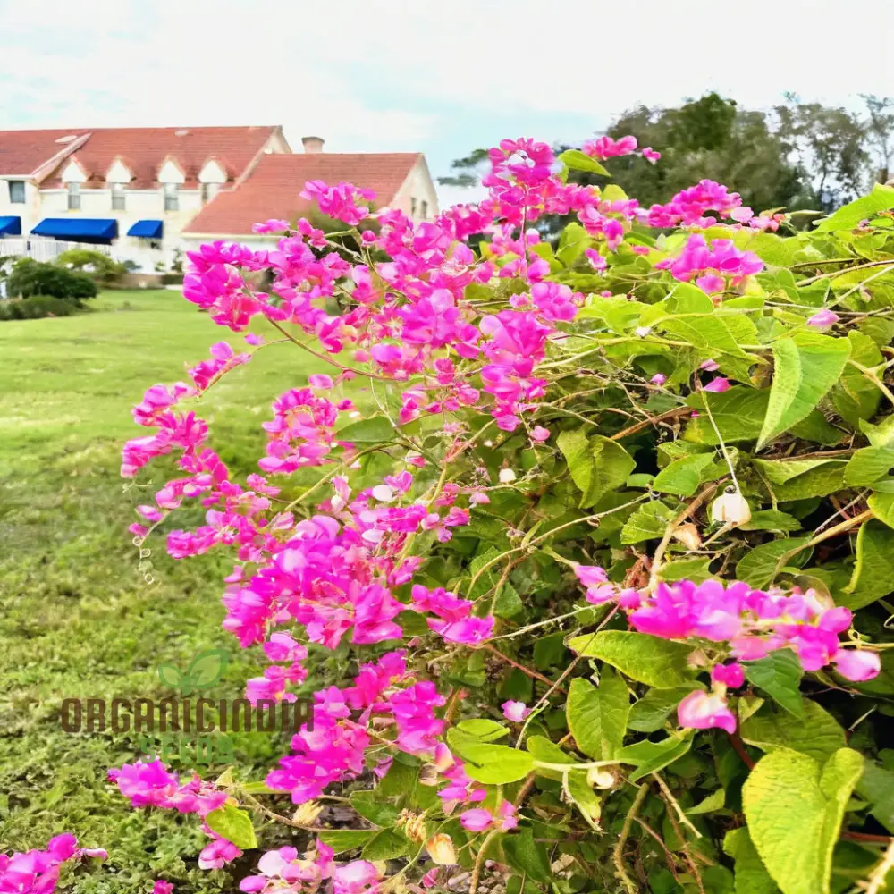 Coral Vine Flower Seeds – Vibrant Climbing Blooms for Home Gardens - Image 5