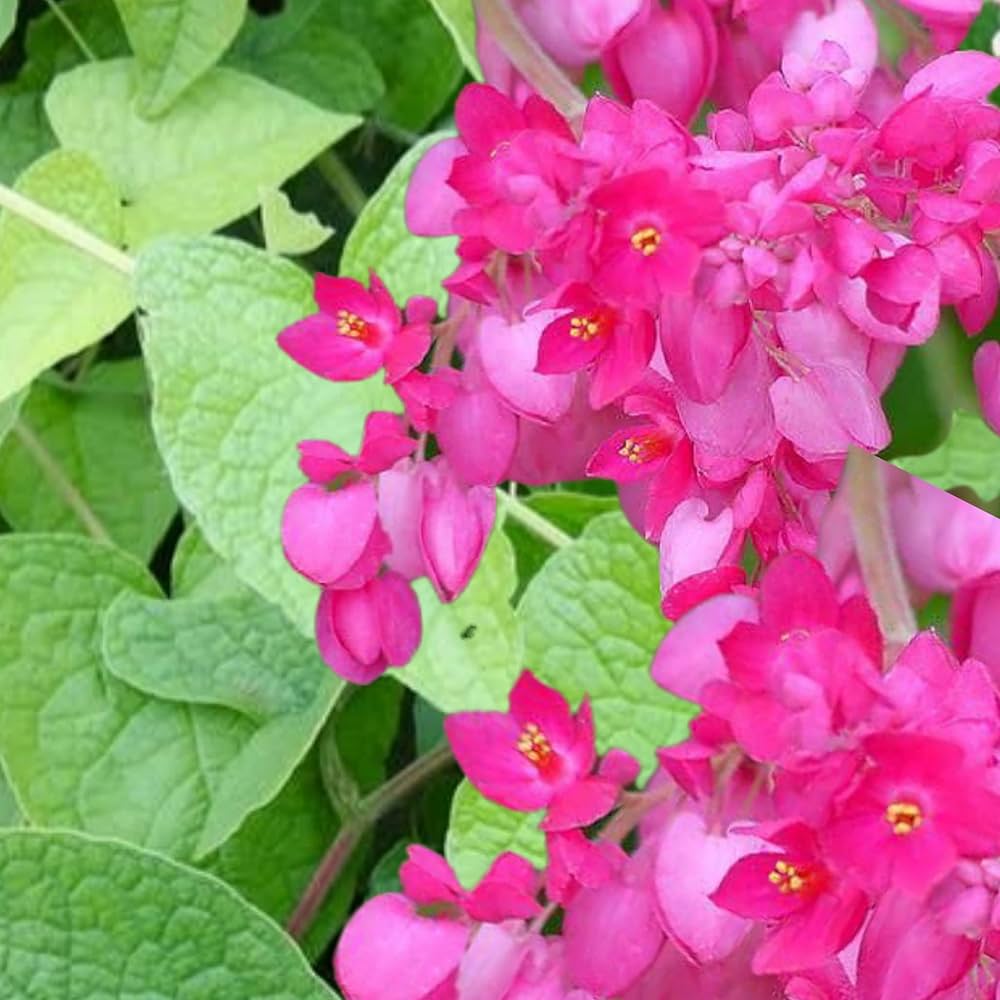 Coral Vine Flower Seeds – Vibrant Climbing Blooms for Home Gardens - Image 6