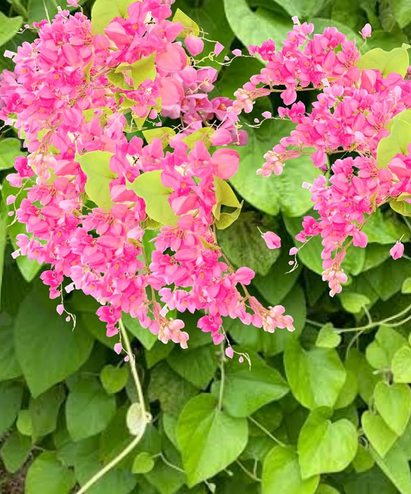 Coral Vine Flower Seeds – Vibrant Climbing Blooms for Home Gardens - Image 7
