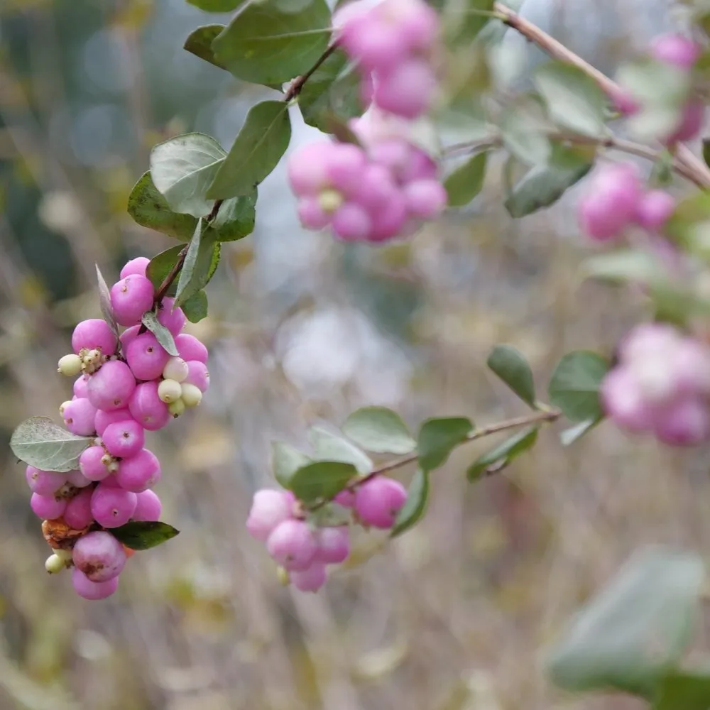 Coralberry Shrub Seeds